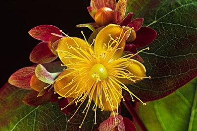 《艾尔登法环》魔法老师瑟濂不戴面具的样子 很美丽